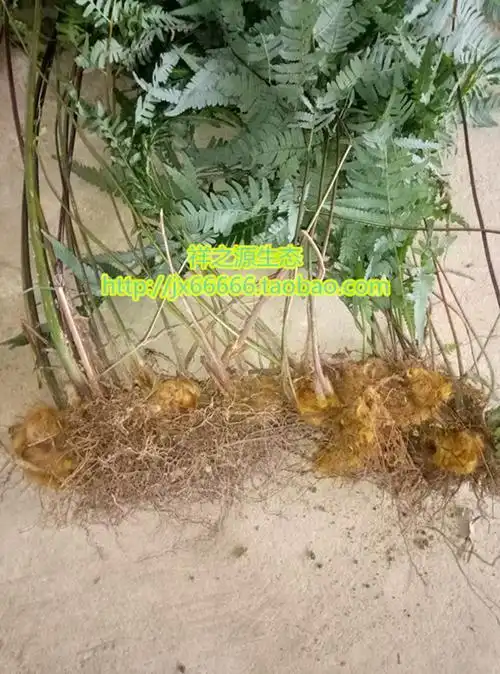 金狗毛蕨绿植金毛狗盆景金狗毛盆栽蕨类野生植物观叶植物金毛狗脊