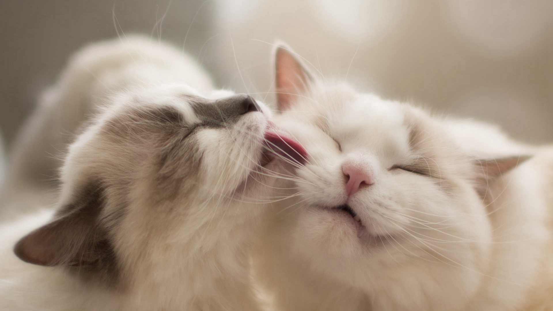 软萌可爱的猫咪桌面壁纸