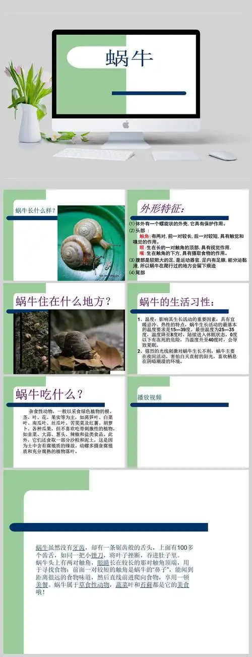 蜗牛的特征 ppt模板