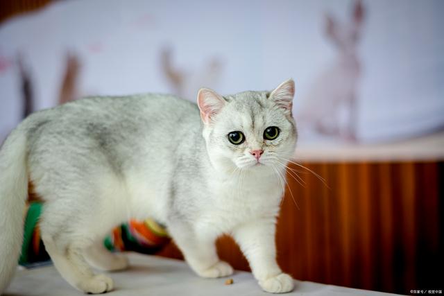 银渐层猫:英国短毛家族的闪亮明星,你了解吗?