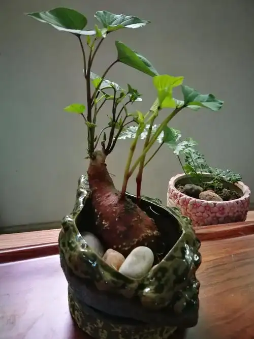 地瓜苗的盆栽