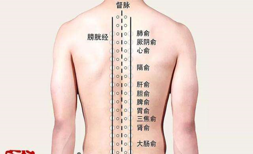 足太阳膀胱经经脉循行及常用腧穴定位主治