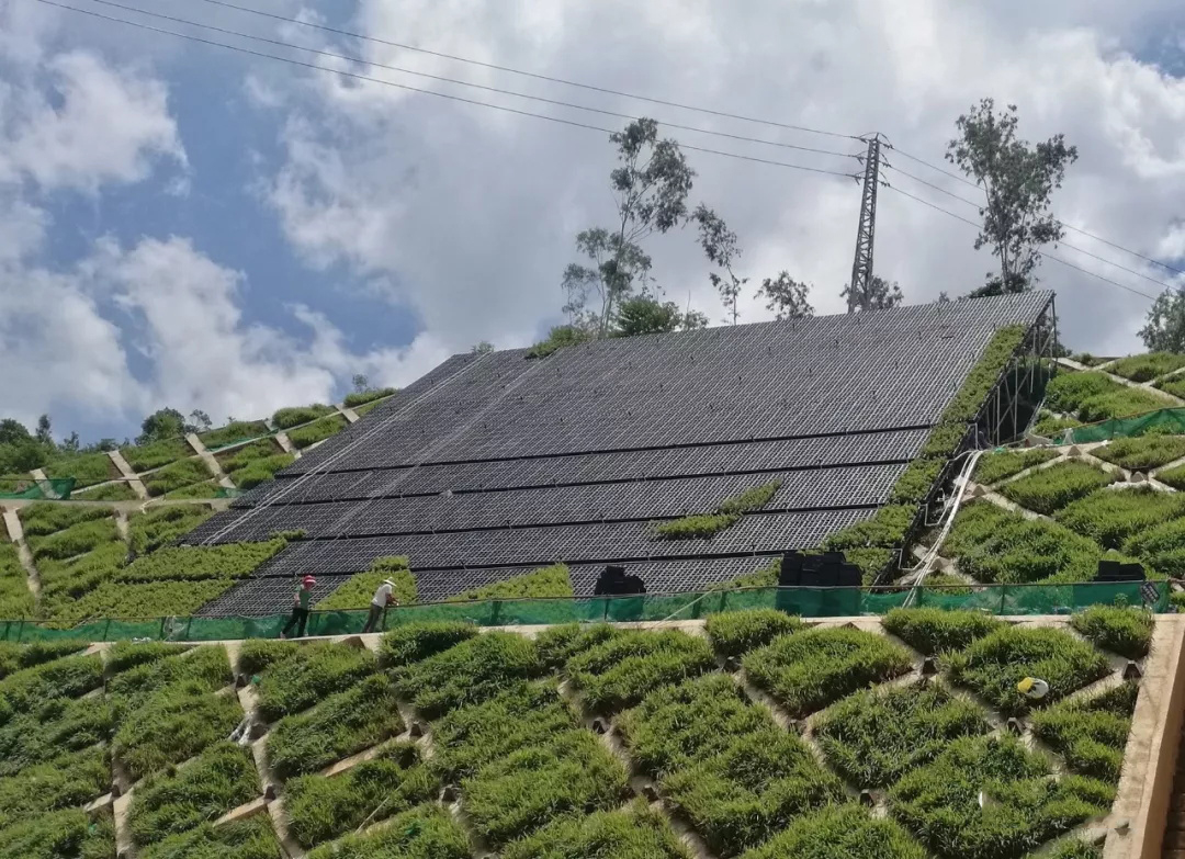 坝光生物谷护坡垂直绿化