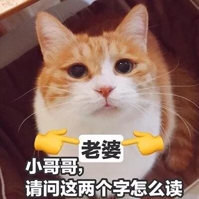 撩对象表情包猫咪版本做我的女人保证你做梦都笑醒