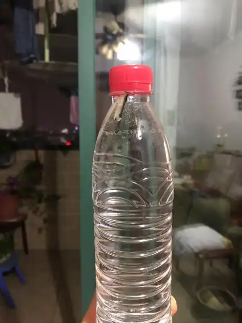 最后,放入装满水的矿泉水瓶子里,盖上盖子,成功啦!