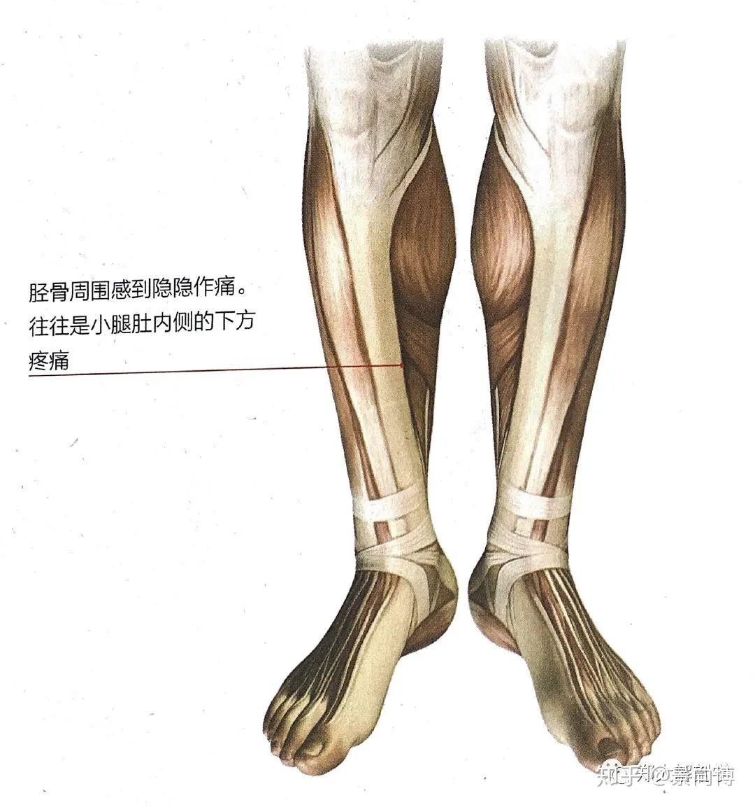 胫前疼痛    胫骨附近隐隐作痛