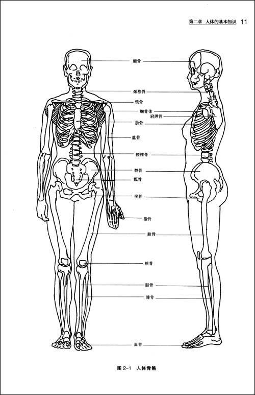 人体简笔画3画身体部位简笔画人形图案简笔画人体结构图简笔画高清