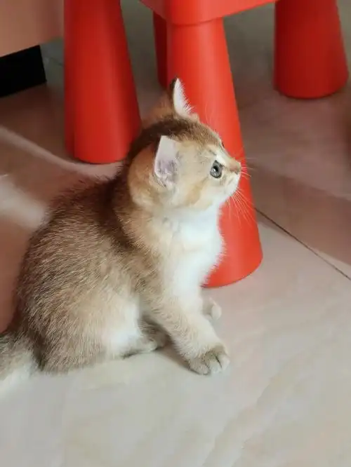 家有金渐层不知道什么色号求鉴定