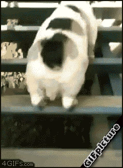 小短腿上下楼,莫名的呆萌喜感