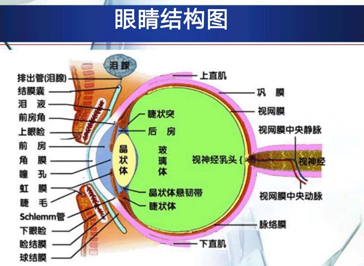 眼部结构(医学作业)