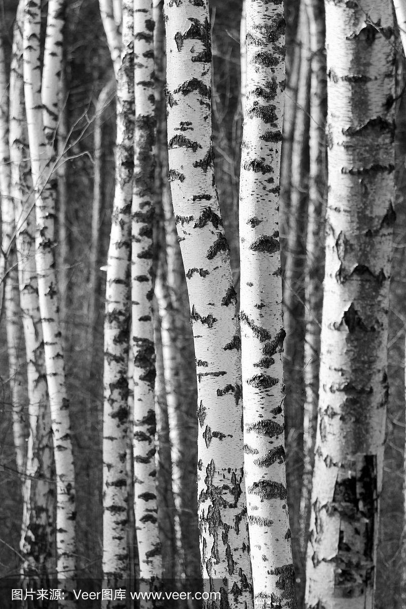 白桦,树干,自然,背景,黑白图片