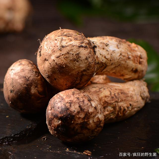 新鲜松茸菌