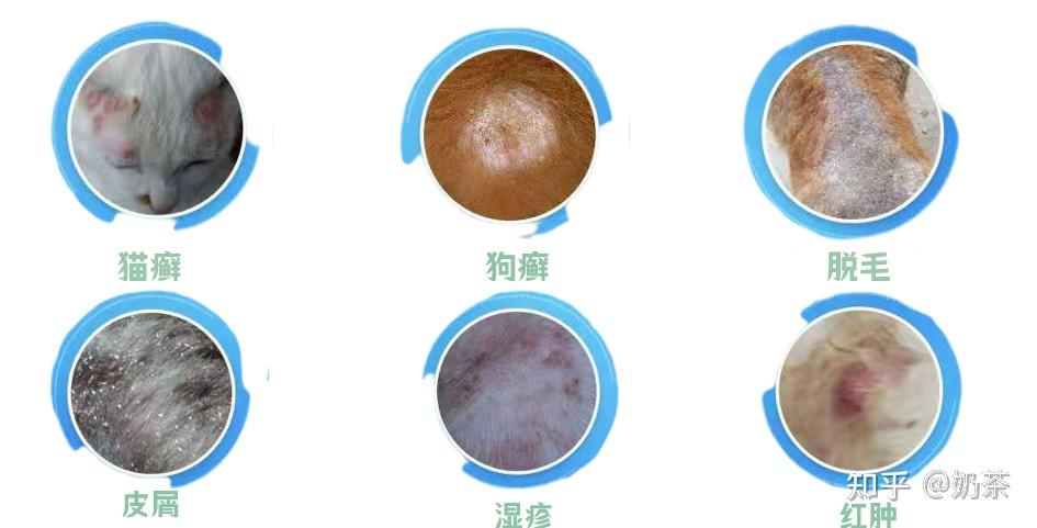 不会吧不会吧养宠的人竟然还不知道什么是宠物皮癣