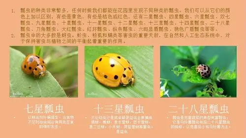 的主题是瓢虫 这堂课的重点是让孩子们了解瓢虫的生长要经历以及种类