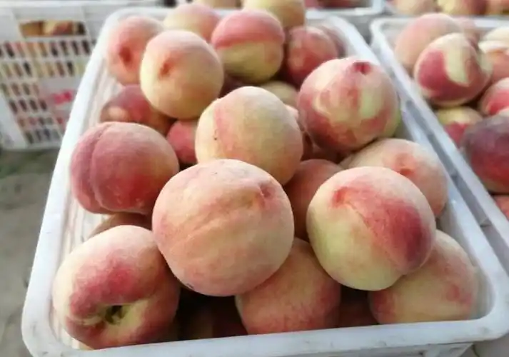 建造一个桃子保鲜冷库需要多少钱