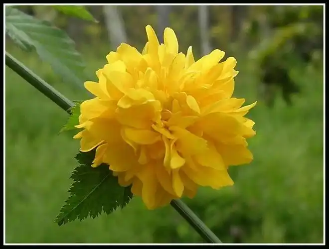 棣棠花的花语是什么(棣棠花寓意和象征)(图4)