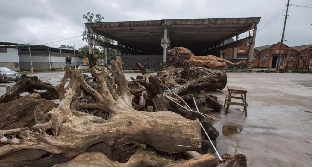 大师雕出15米"中华雄狮",富商收购他称300万不卖,今烂在手里_根雕