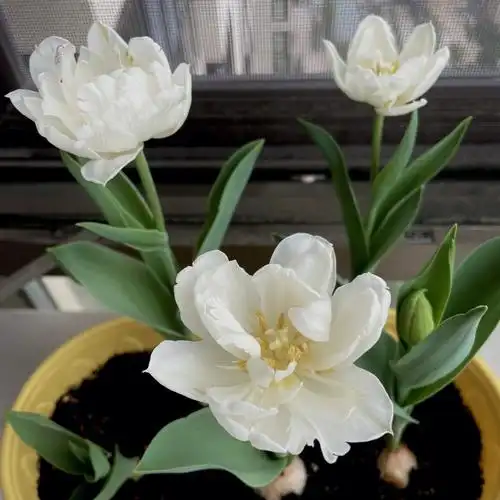 重瓣郁金香绝绝子了