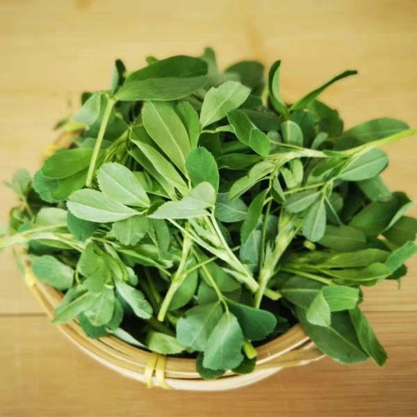 现摘头茬苜蓿菜新鲜蔬菜嫩芽半斤13斤5食用野菜草头露天农家现摘苜蓿