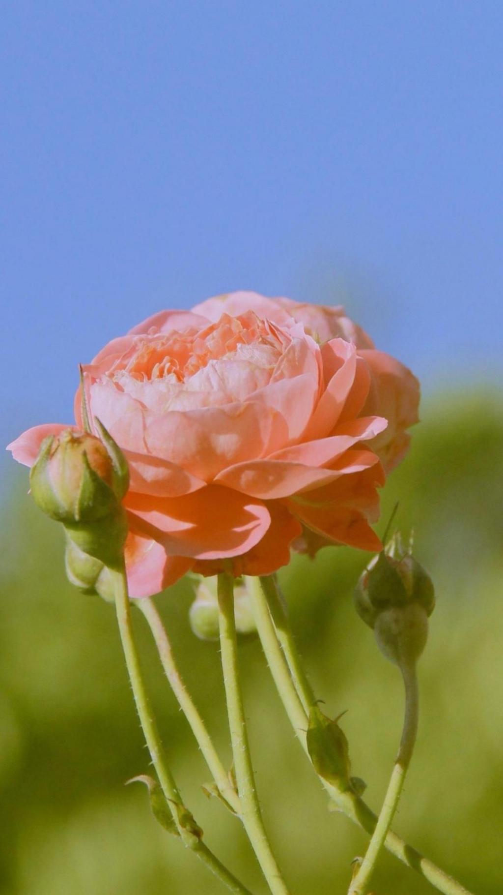 小清新风月季花唯美风景,高清图片,手机锁屏桌面-壁纸族