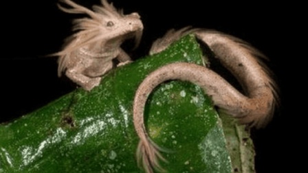 06年昆仑山真龙吃人的照片, 真龙现身真相揭秘?