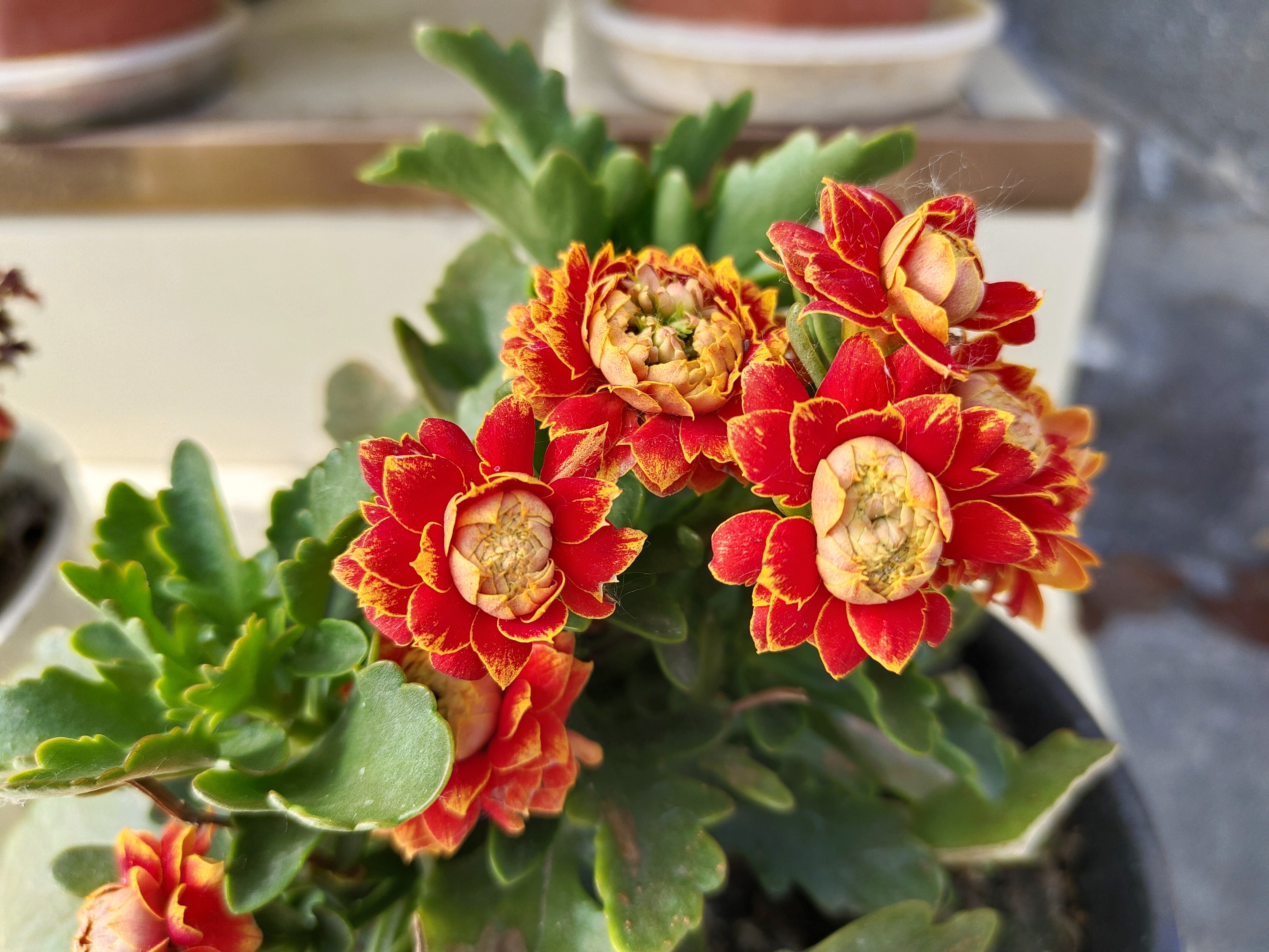 金边长寿花,好美,好美.