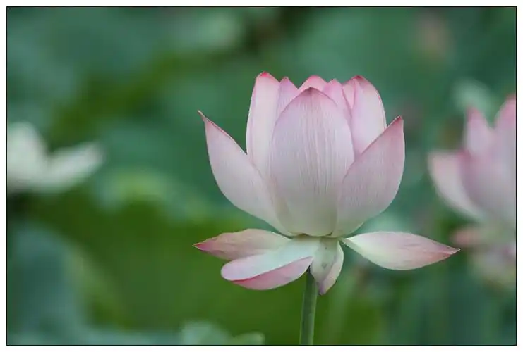 不知是不是大旱的原因,今年的荷花颜色很清淡~<br rel=auto>