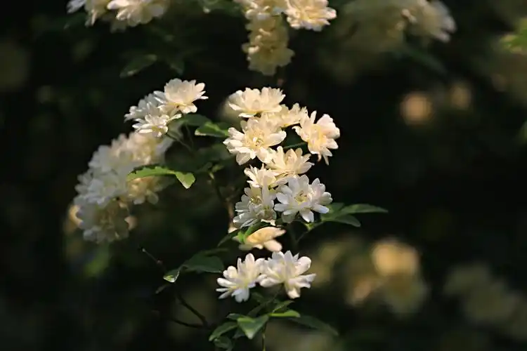 荼蘼花开什么意思(荼蘼花开是什么意思)