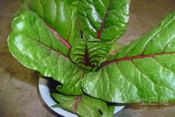 金不换的功效与作用大全 / 乐房网