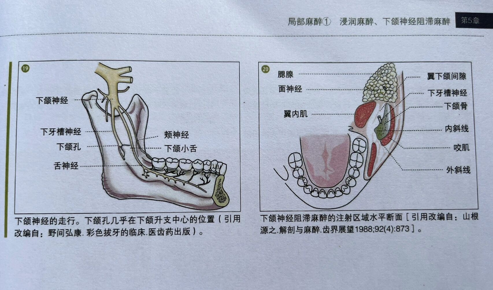 下颌神经的走形
