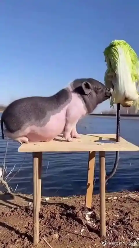 猪拱白菜是什么梗