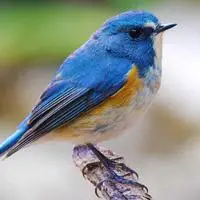 红胁蓝尾鸲鸟qq头像图片欣赏,爱小鸟的朋友来吧-可爱头像