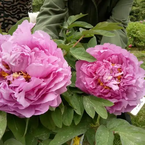 牡丹花开富贵满堂