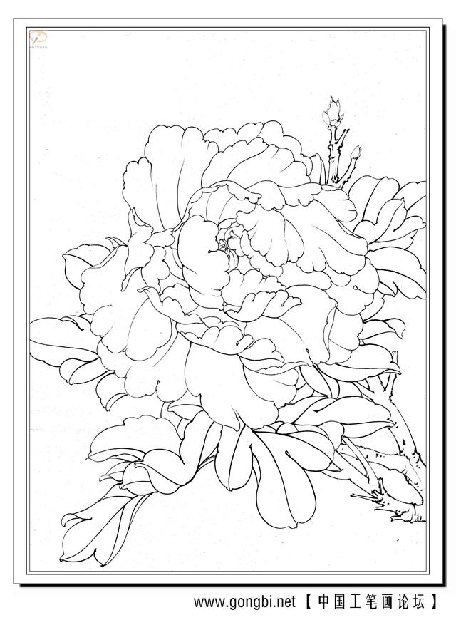 高清工笔牡丹白描 158幅(下)喜欢的收藏关注