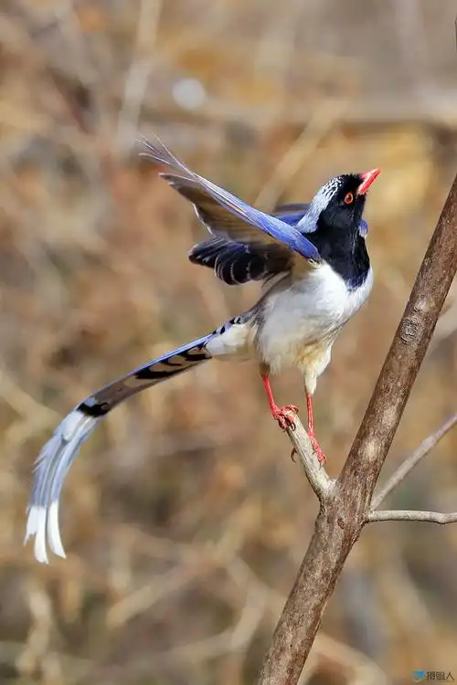 红嘴蓝鹊 - 华北版 - 摄鸟人网 - 摄鸟人网