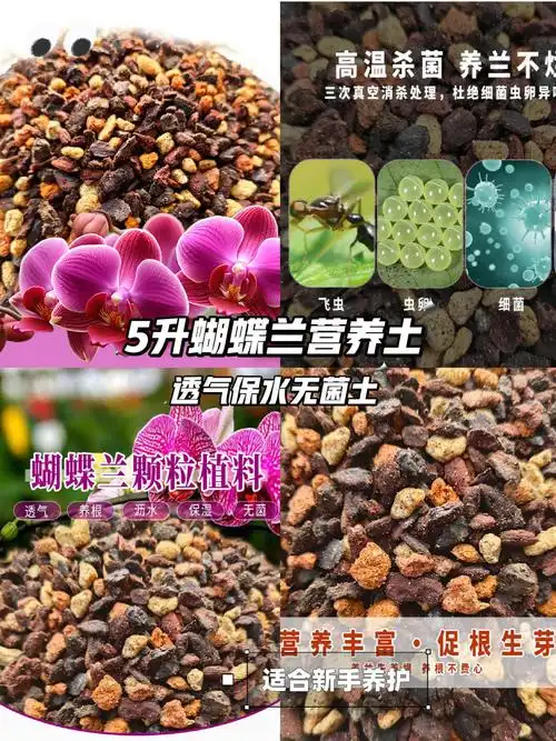 蝴蝶兰专属营养土96