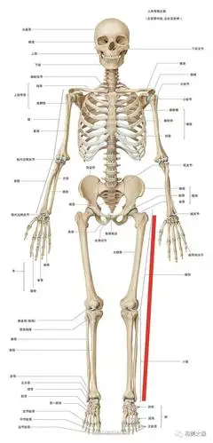 光看图片鉴不了腿长,就得量脚底到臀部侧边最突出的骨头距离.