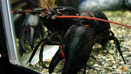 消费百科 黑魔虾价格         黑魔虾产于澳洲西南部,全身被黑色外壳