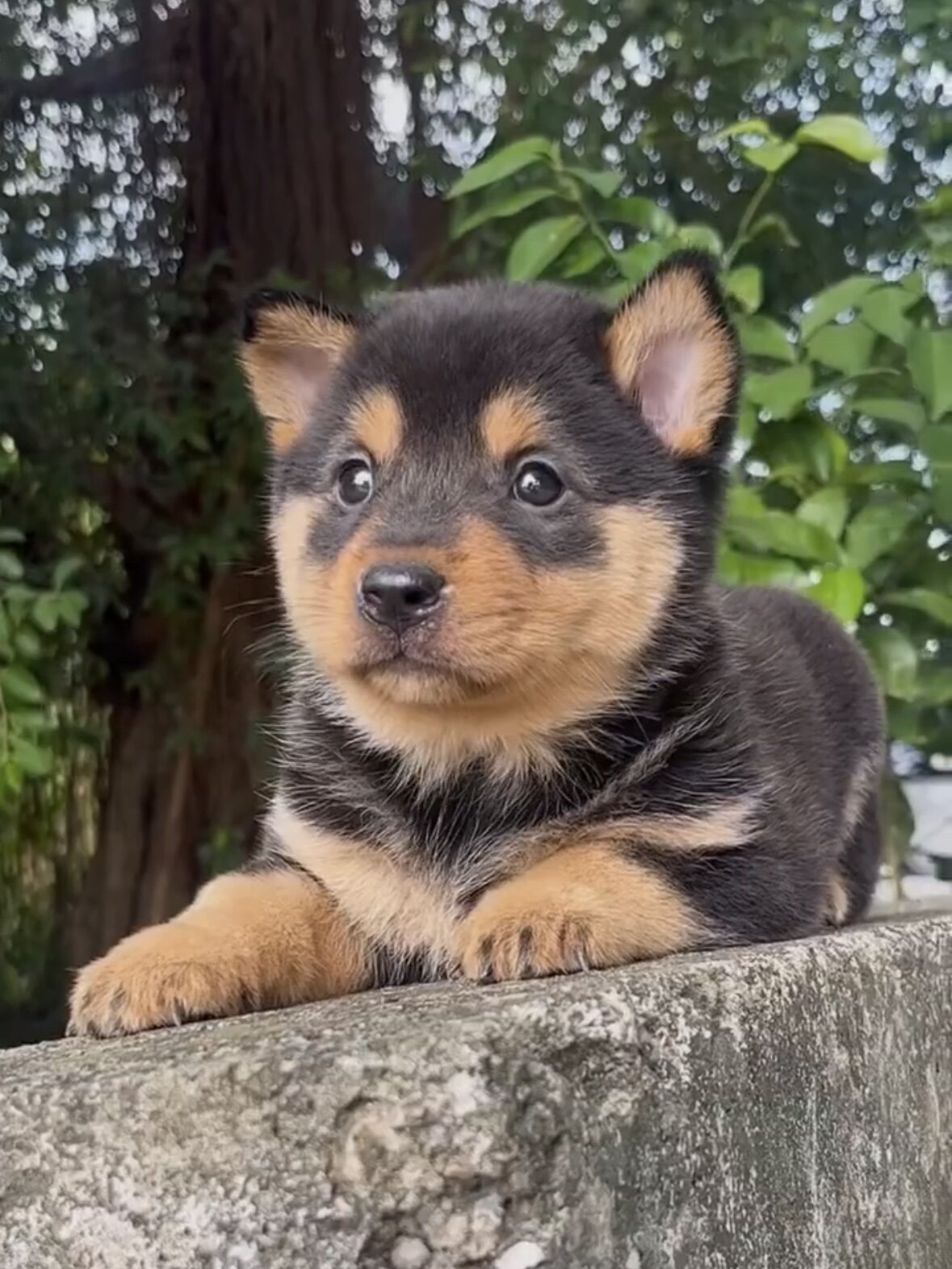 四眼铁包金中华田园犬土狗四眼黑狗活体家养狗崽看门狗活体好养活