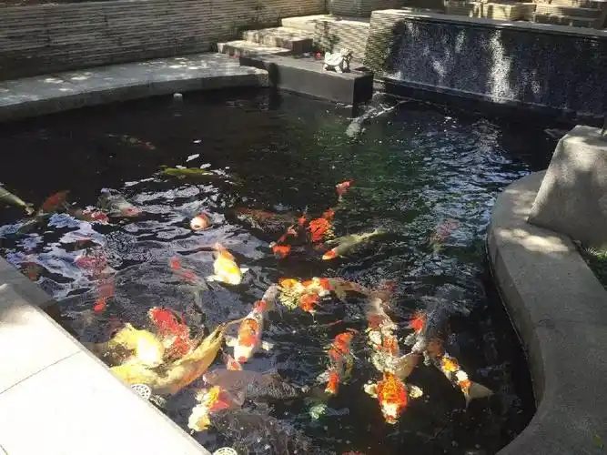 您好欢迎访问长兴聚鑫锦鲤养殖场官网