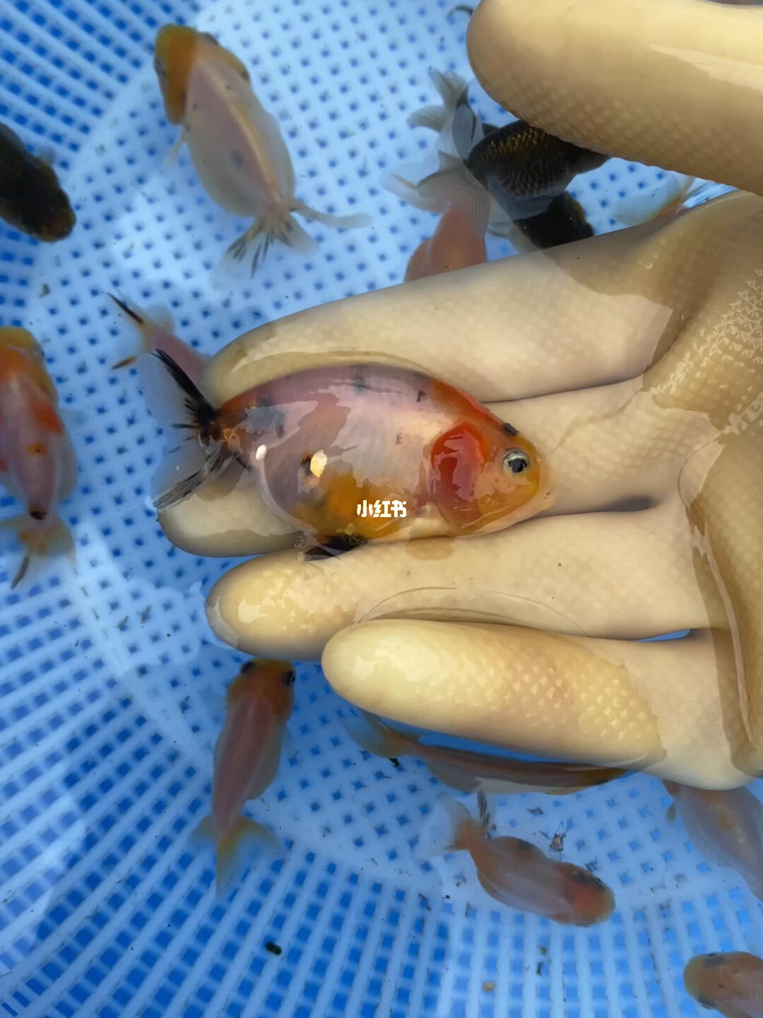 兰寿金鱼精品极品三色亚成兰寿