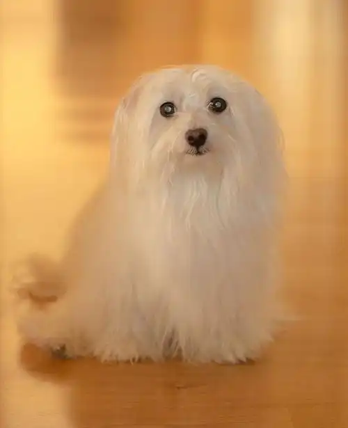 白色宠物狗图片