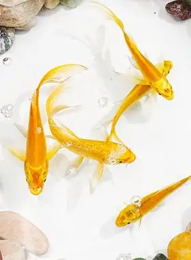 活体黄金龙凤淡水招财鱼金鱼锦鲤鱼