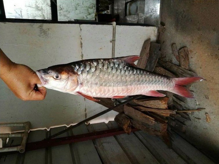 我是云南的今日在澜沧江钓得一尾鱼我们当地叫红翅膀,有谁能告诉我这