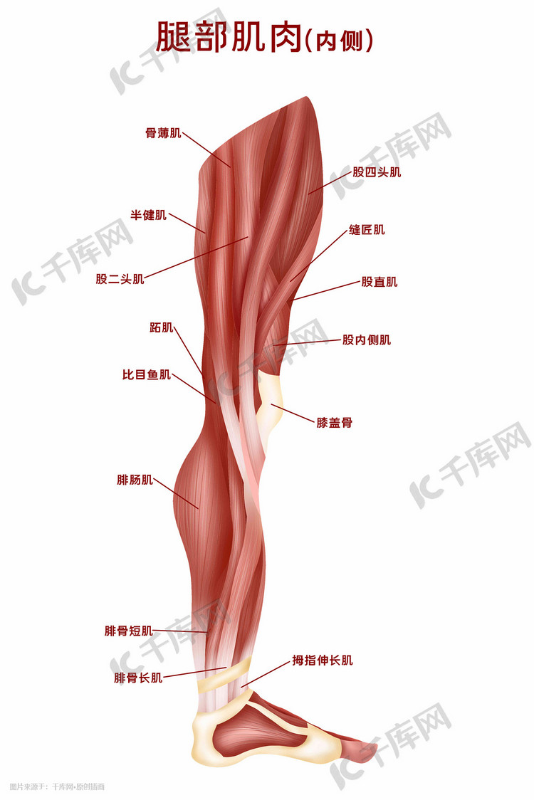 人体医疗组织器官人体肌肉腿部内侧肌肉科普插画图片-千库网