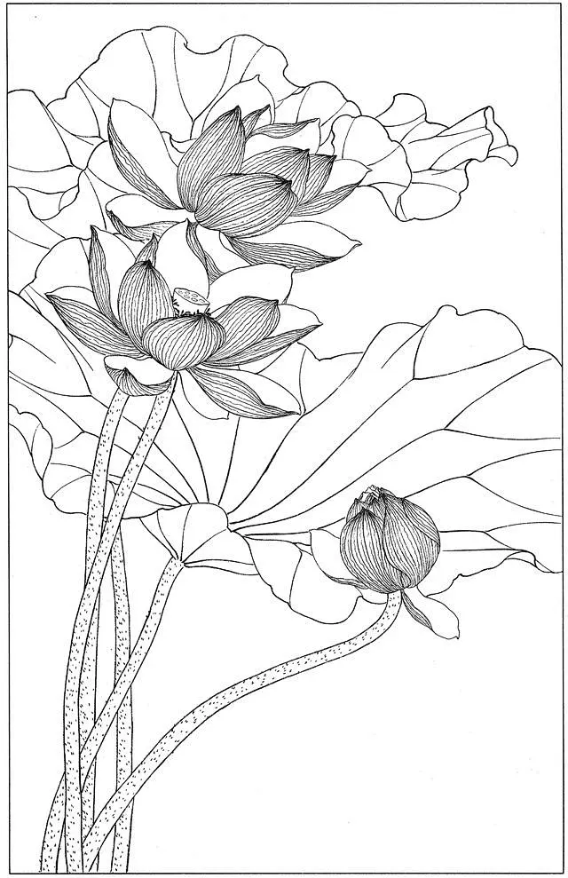 国画白描荷花素材