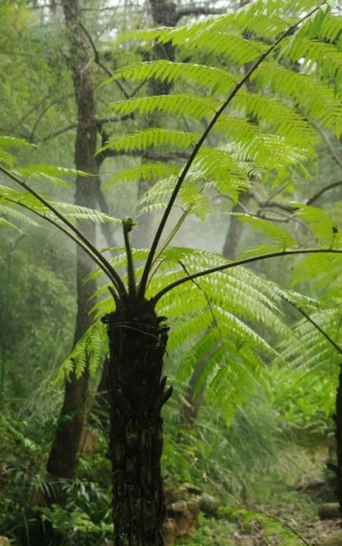 桫椤,一种被誉为蕨类植物之王的神奇植物,它不仅具有极高的观赏价值