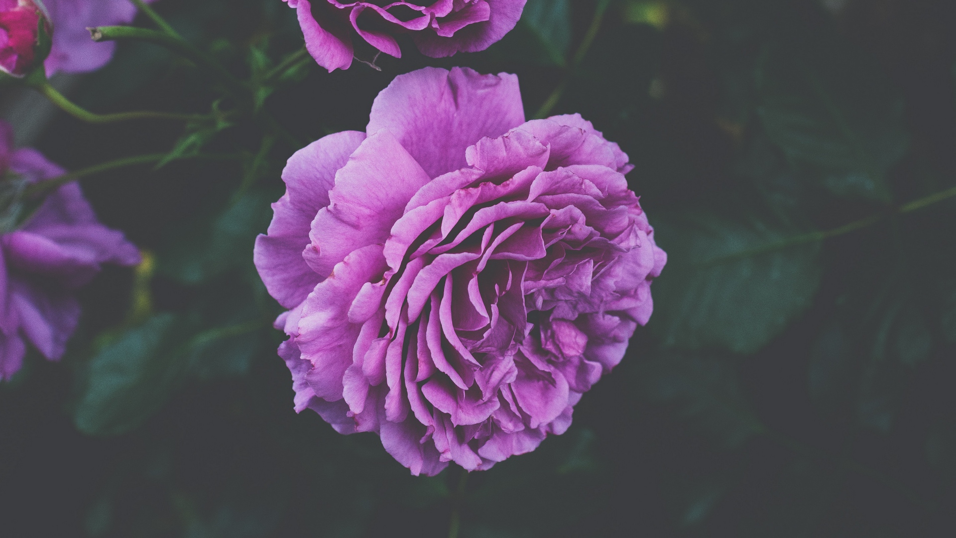 超美花卉植物高清桌面壁纸图片