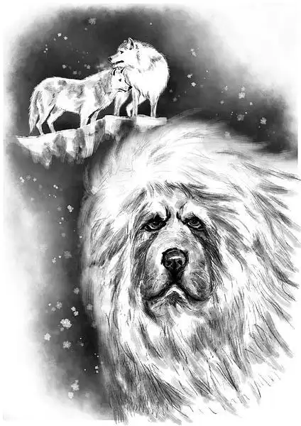 那岩的相册-藏獒