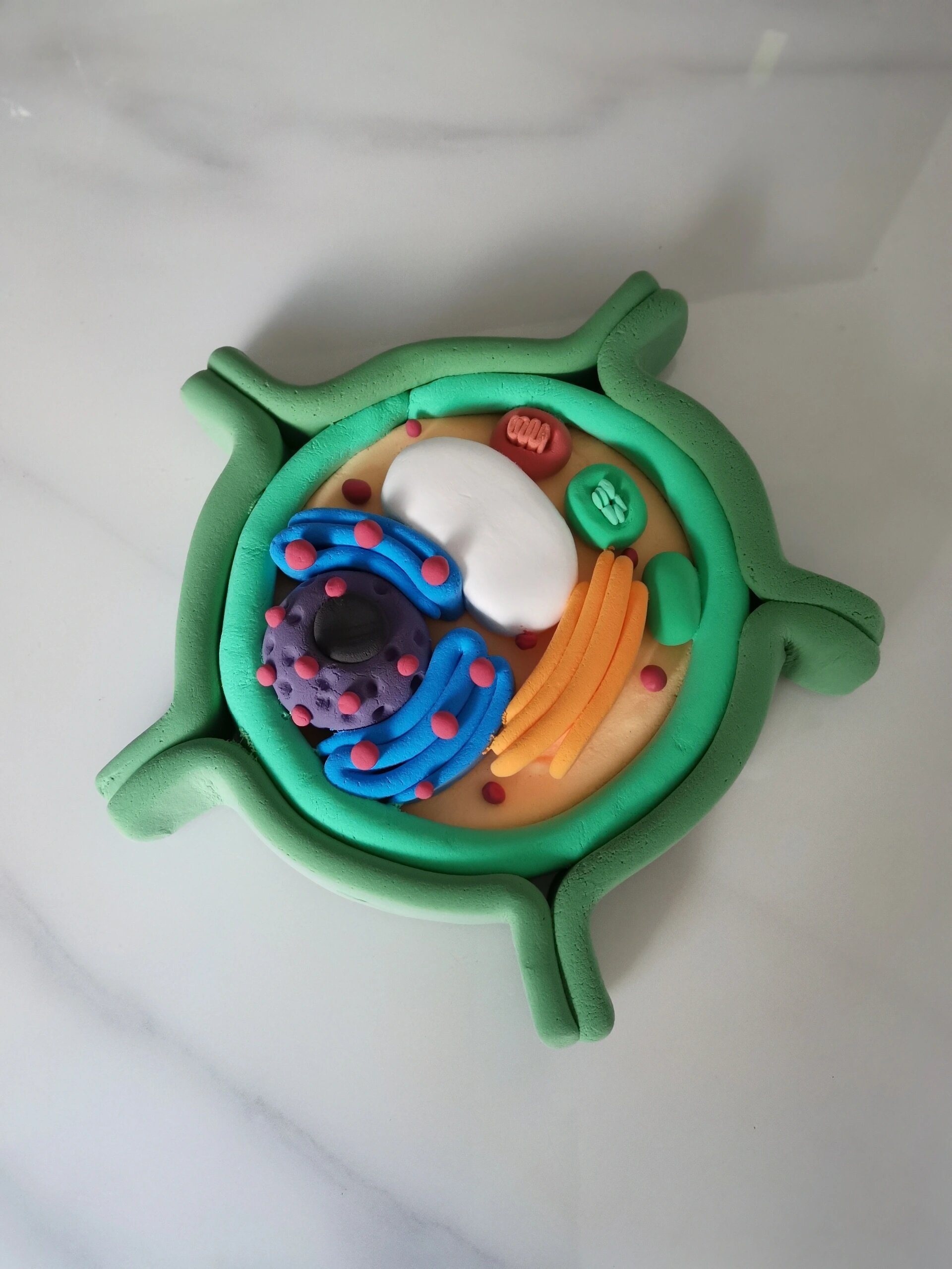 植物细胞模型 高一暑假作业